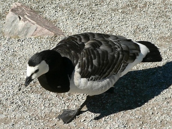 Barnacle goose, zvíře