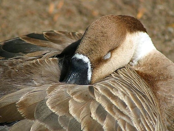 big, beautiful, goose, geese, feathers