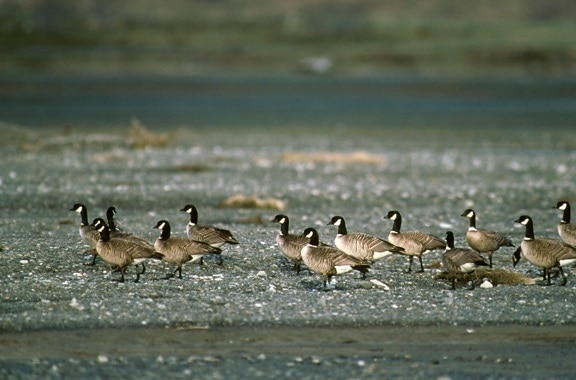 aleutian, Canada geese