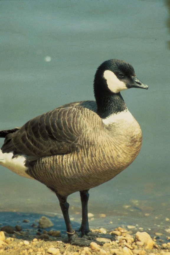 aleutian, Canada goose, bird