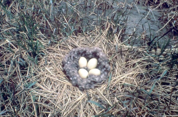 Brant, chim, làm tổ, trứng