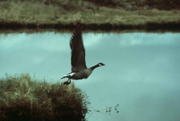 branta canadensis, bird, Canada goose, taking, flight