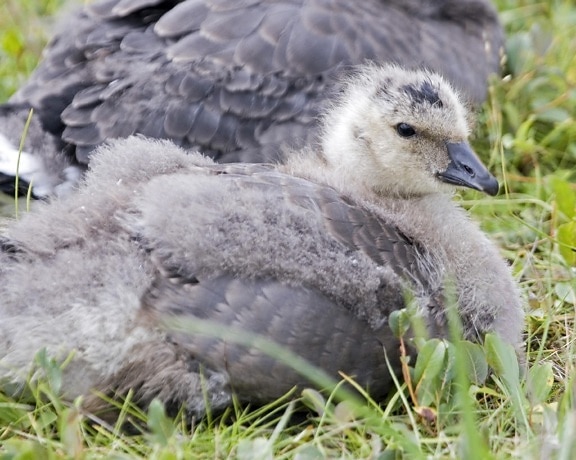 cackling, Canada goose gosling