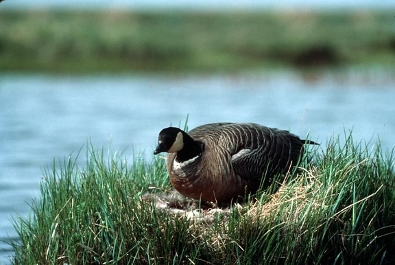 cackling, Canada goose, nest