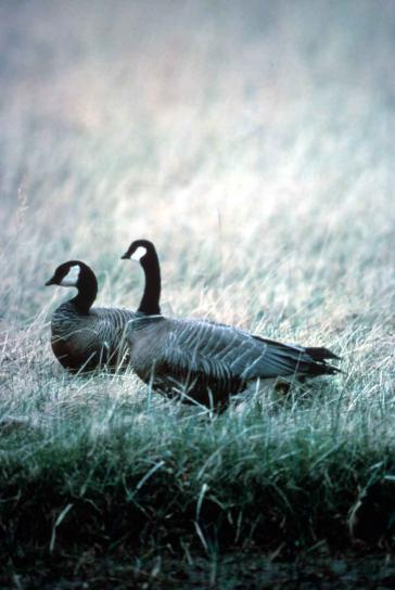 cackling, Canada goose, pair