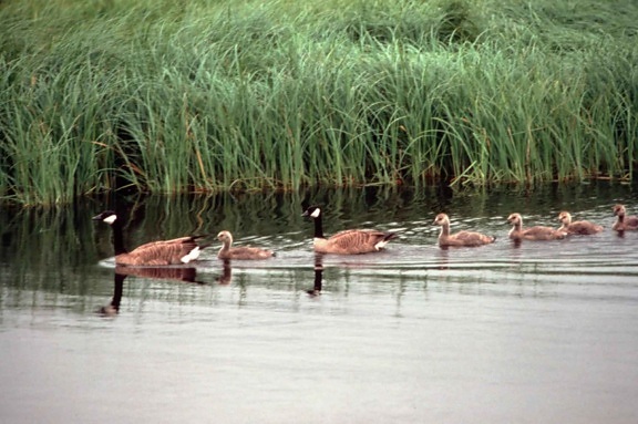 Canada geese, goslings, swim, line, water