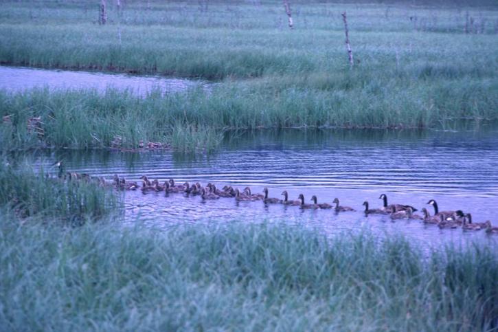 Canada geese, goslings, swiming, line