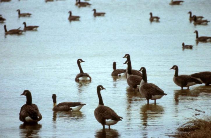 canada, geese, Ohio, wetland area