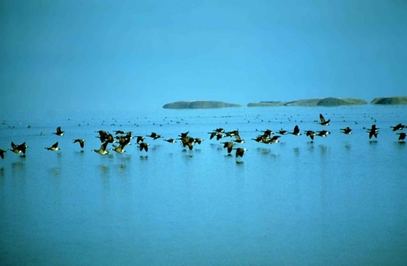Canada geese, fly, low, water, branta canadensis, birds