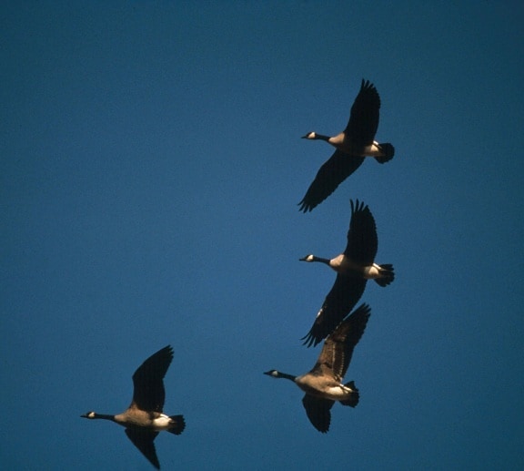 Canada geese, flying, formation