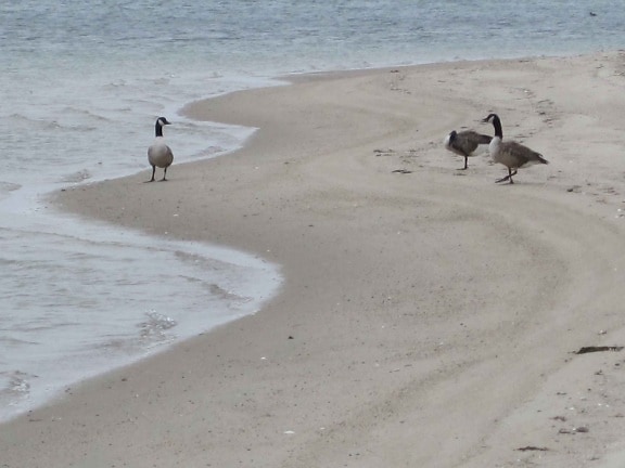 Canada geese, beach, monomoy, wilderness, refuge