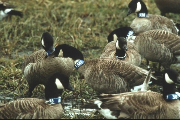 Canada geese, neck, bands