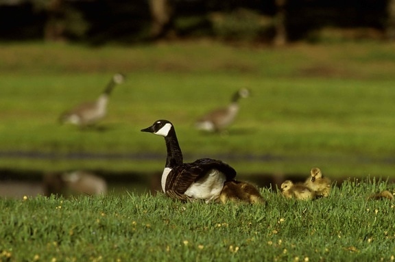 Canada geese, young