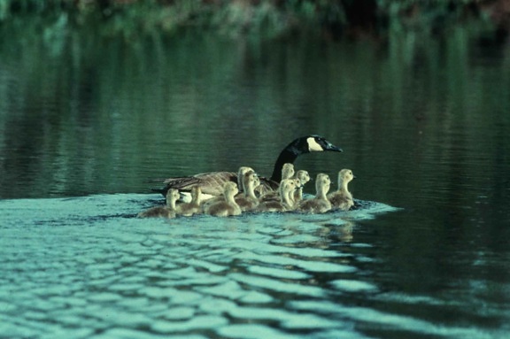 Canada goose brood, lake