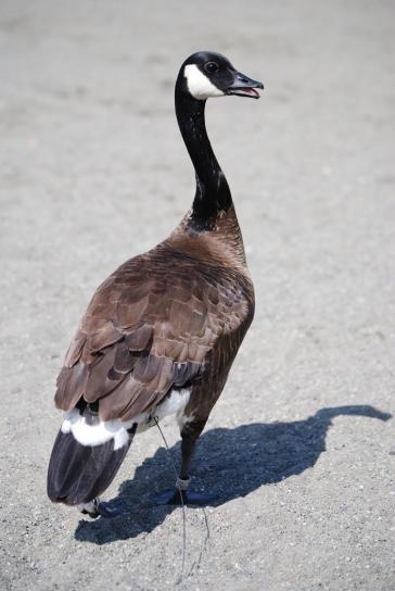 Canada goose goose, lake, anchorage