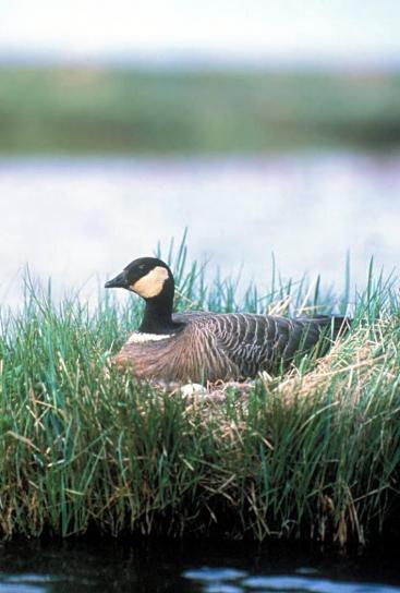 Canada goose, birdd, hnízdo