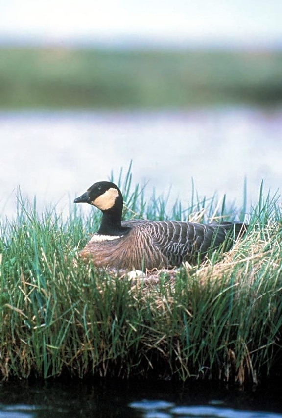 Canada goose, birdd, nest
