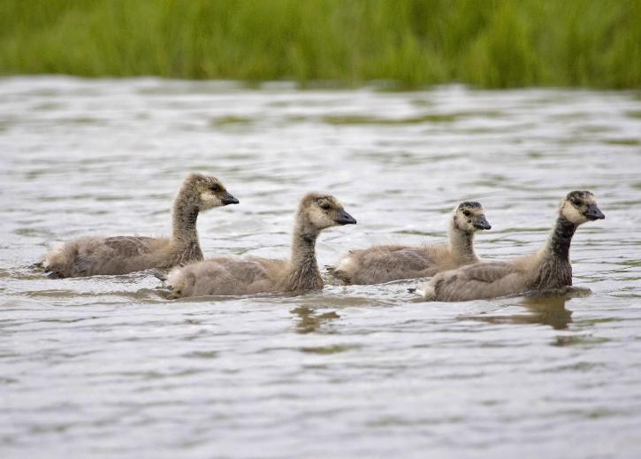 Ngỗng Canada, goslings