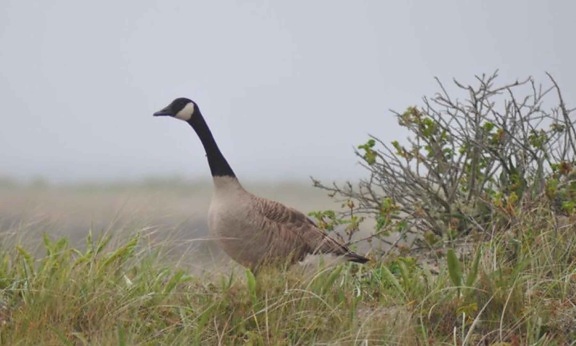 Canada goose, high, grass, nature