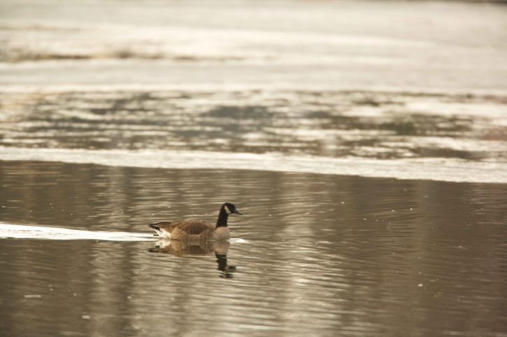 Canada goose, swimming