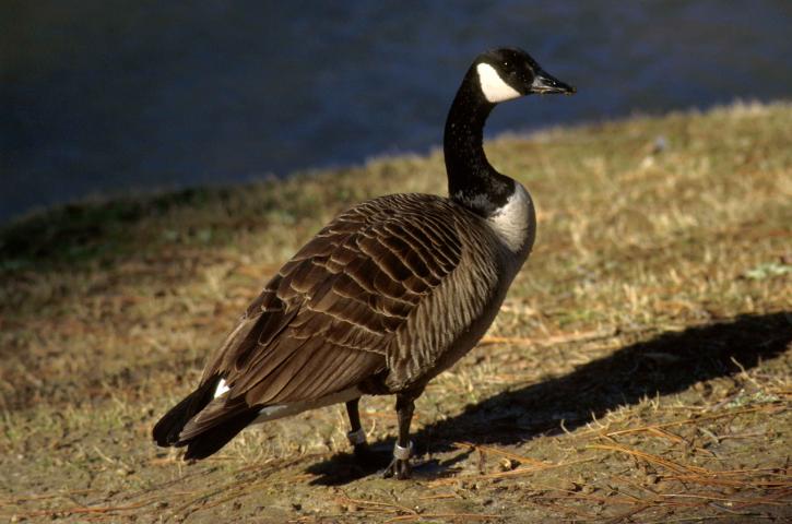 Canada goose, pruhované