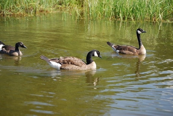 Canada Goose, trio, uccelli