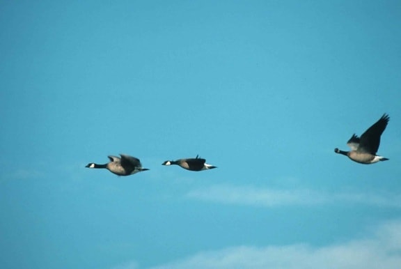 Canada goose, trio, flight, branta canadensis