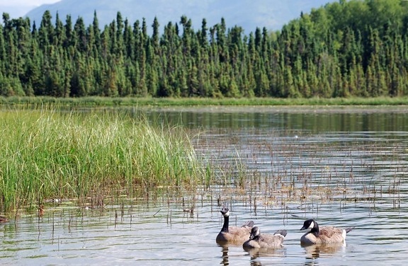 Canada goose, trio, gans, lake, anchorage