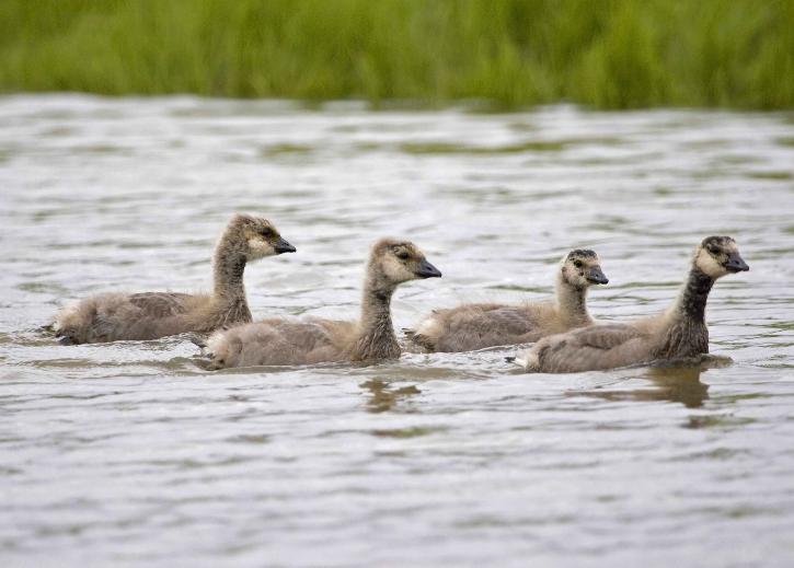 Canada, goslings, water, branta hutchinsii minima