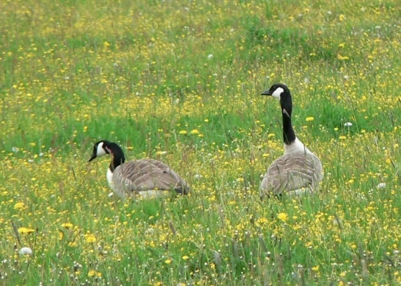 canadian, geese