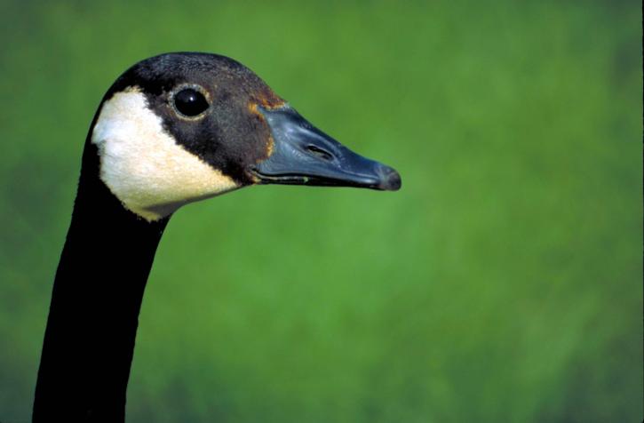 up-close, head, Canada goose, bird