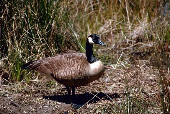 up-close, Canada goose