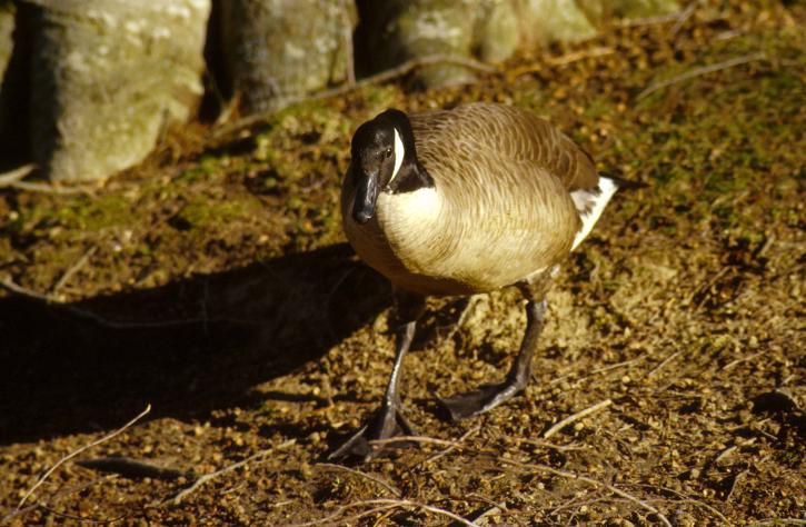 up-close, Canada goose, branta canadensis