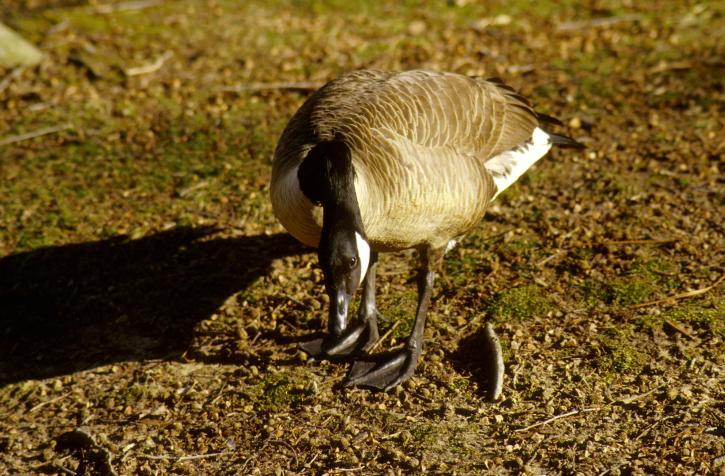 up-close, Canada goose, ground