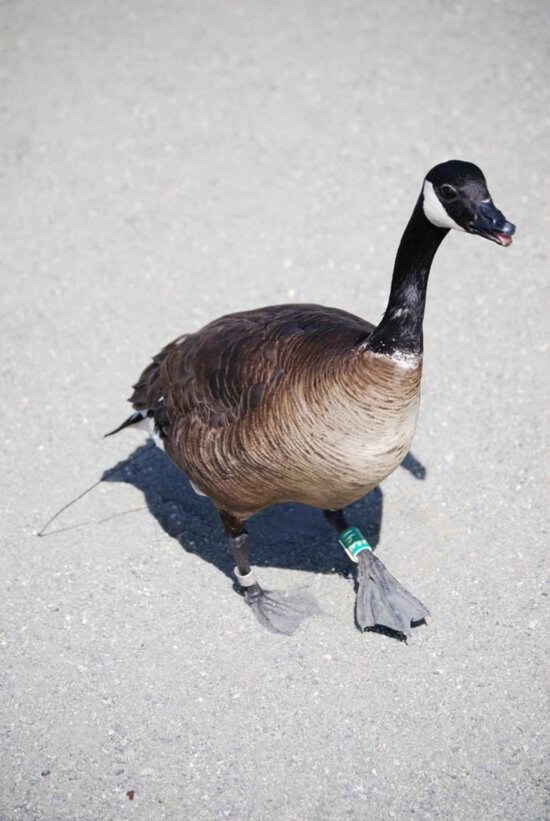 Free Picture Entangled Canada Goose
