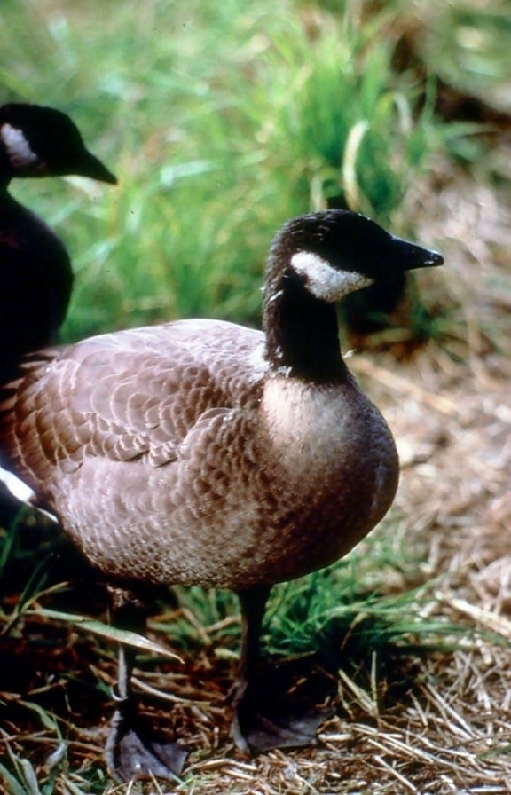 dunkle, Canada goose
