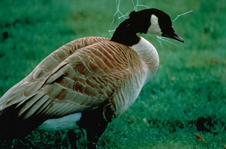 entangled, Canada goose