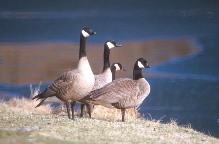 four, Canada geese, stand, water