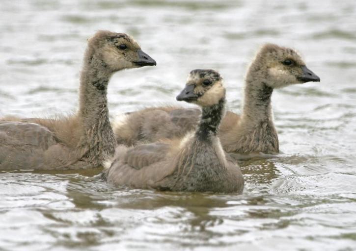 gosling, cackling, Canada goose