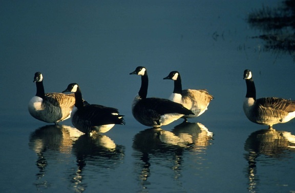 group, Canada geese, enjoy, morning