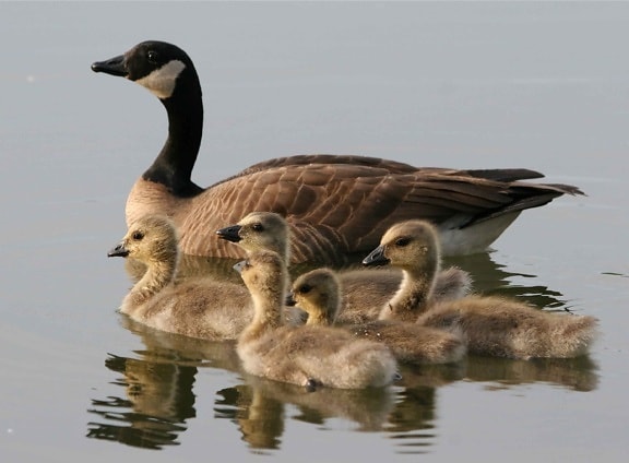 lesser, Canada geese, female, bird, brood, swimming, water, branta canadensis