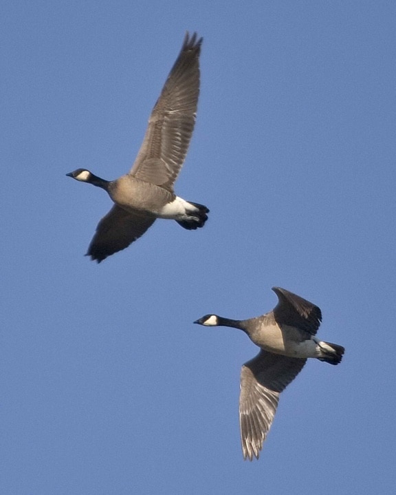 lesser, Canada geese, flight, birds, branta canadensis