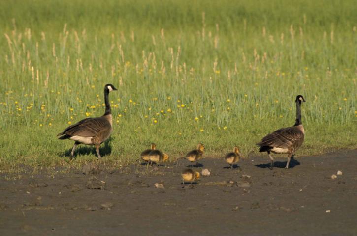 two, Canada geese, five, goslings, walk, grassy, area