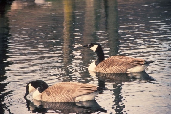 две, Канада гъски, photoed, като, плувате