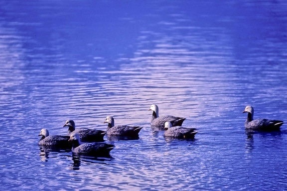 emperor, geese, water
