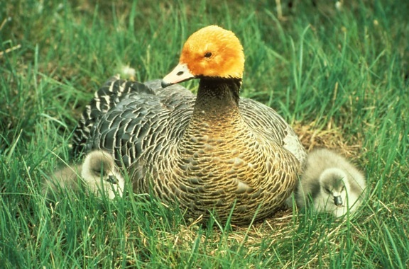 emperor, goose, chicks