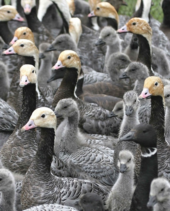 emperor, goose, flock, up-close, heads