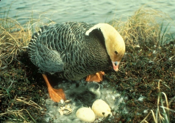 emperor, goose, nest, eggs