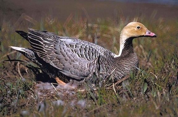 emporer, goose, female, nest