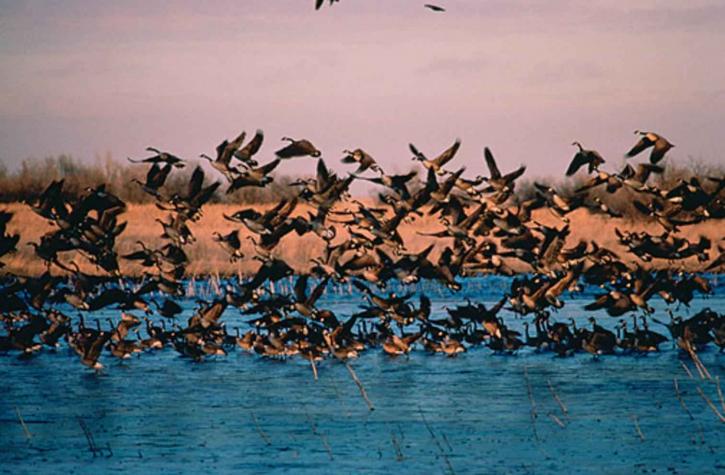 flock, wild, geese, taking, water
